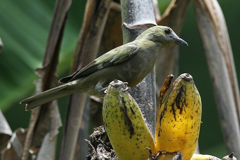 Palm Tanager, identification