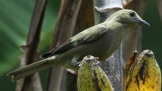 Palm Tanager