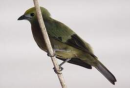 Palm Tanager