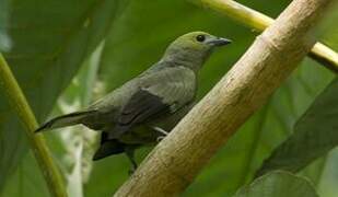 Palm Tanager