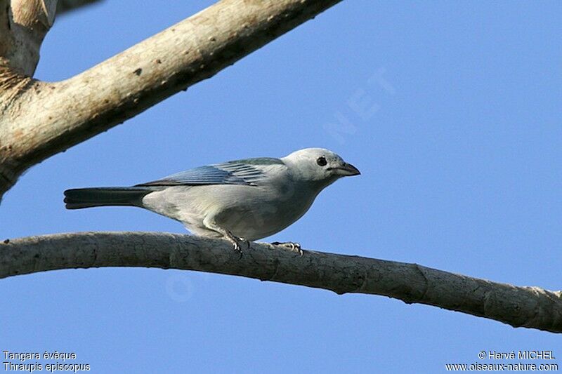 Tangara évêque, identification