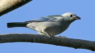 Blue-grey Tanager