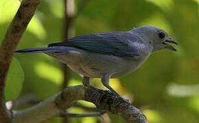 Blue-grey Tanager