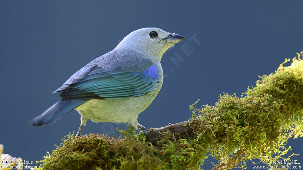 Blue-grey Tanager