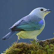 Blue-grey Tanager