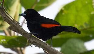 Flame-rumped Tanager