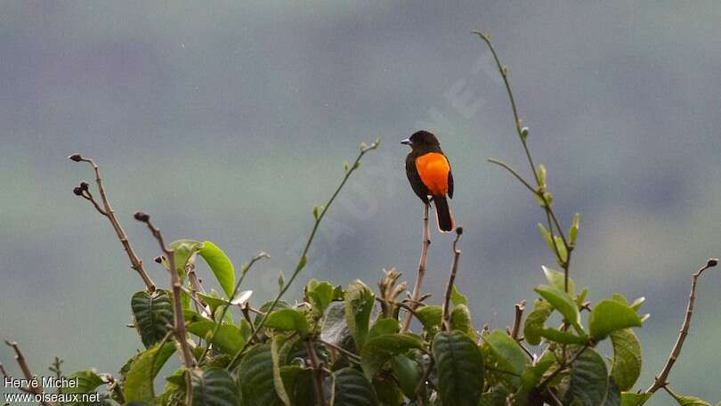 Flame-rumped Tanager male adult, habitat, pigmentation