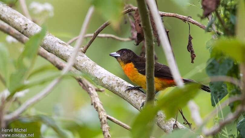 Tangara flamboyant femelle adulte, identification