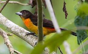 Flame-rumped Tanager