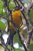 Lacrimose Mountain Tanager