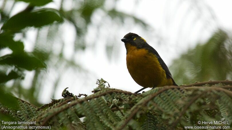 Lacrimose Mountain Tanager