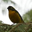 Tangara larmoyant