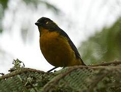 Lacrimose Mountain Tanager