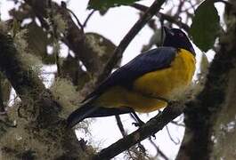 Hooded Mountain Tanager