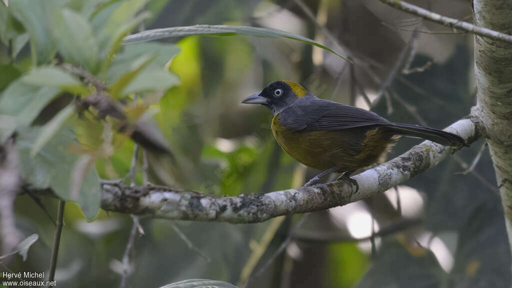 Dusky-faced Tanageradult, habitat