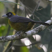 Dusky-faced Tanager