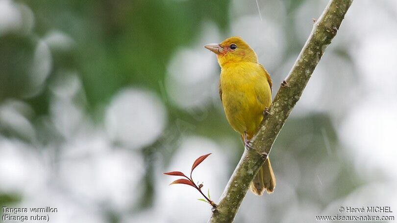 Tangara vermillon mâle immature