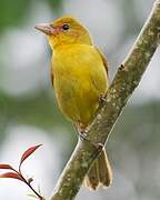 Summer Tanager