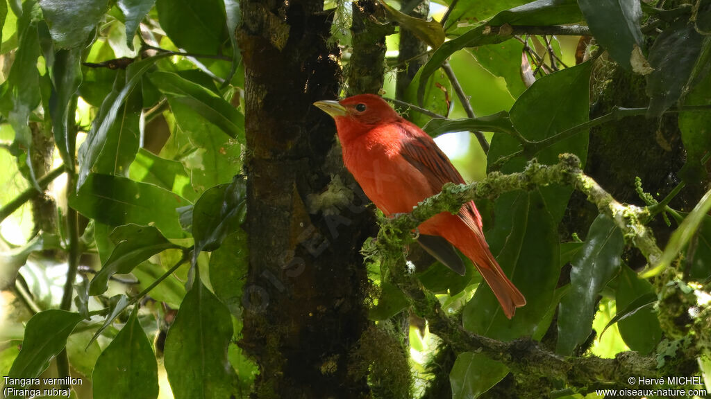 Summer Tanager male adult