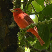 Summer Tanager