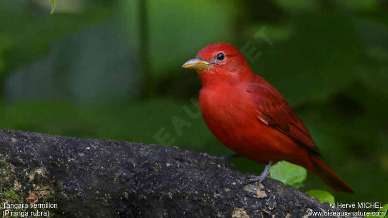 Summer Tanager male subadult