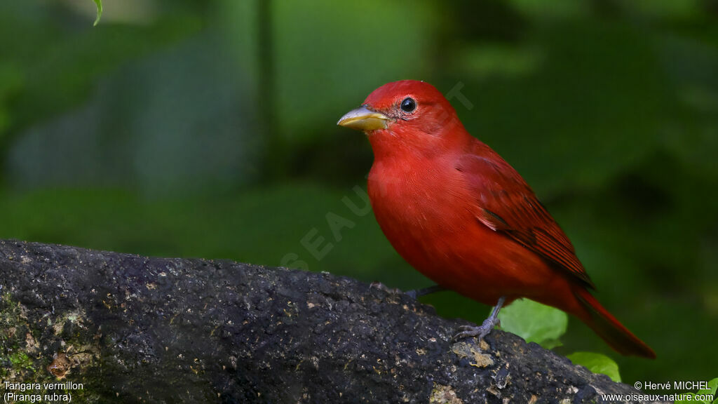 Summer Tanager male subadult