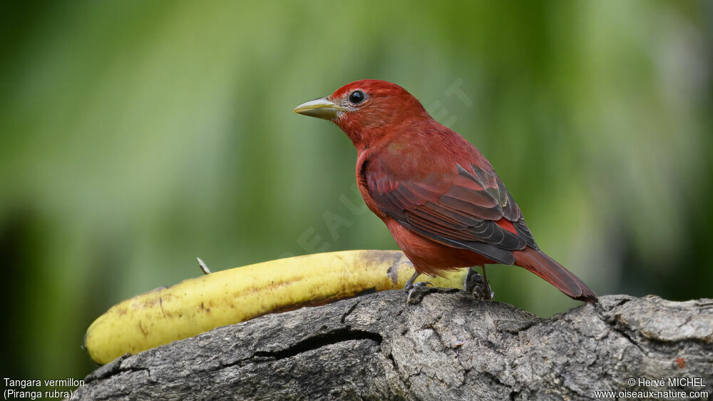 Summer Tanager