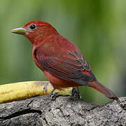 Summer Tanager