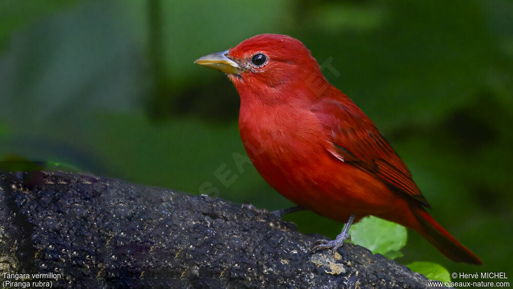 Summer Tanager