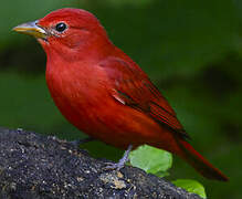 Summer Tanager