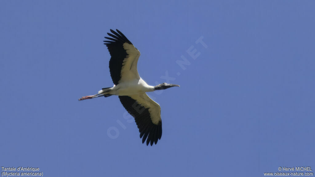 Wood Stork