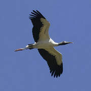 Wood Stork