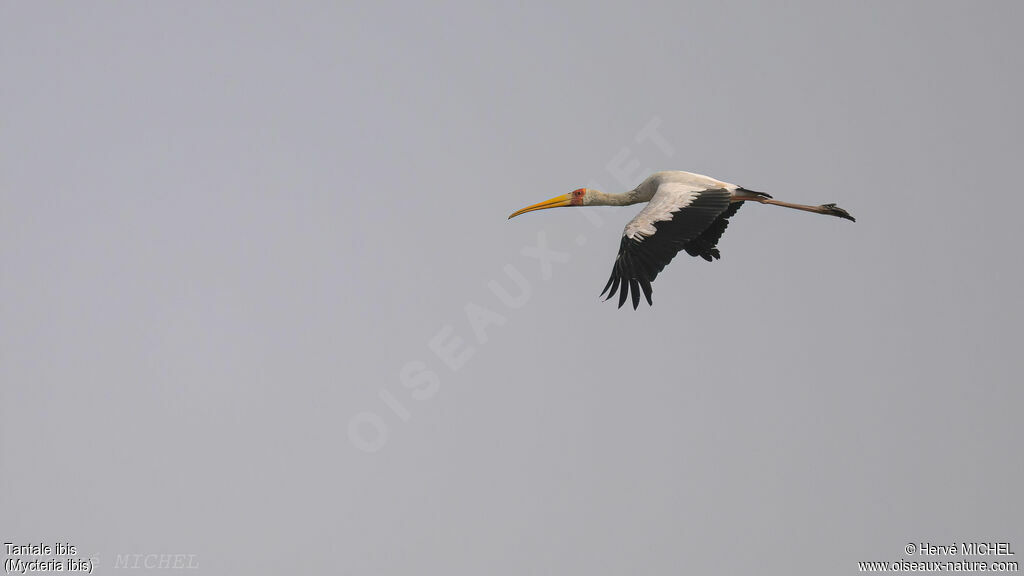 Yellow-billed Stork