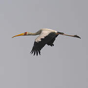 Yellow-billed Stork