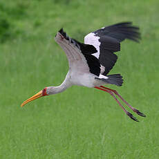 Tantale ibis