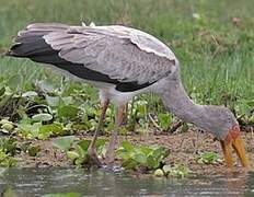 Yellow-billed Stork