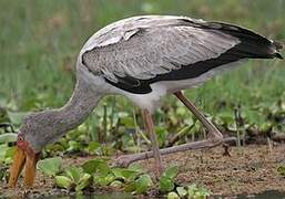 Yellow-billed Stork