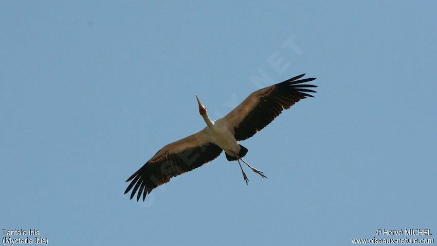 Yellow-billed Stork