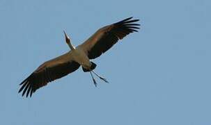 Yellow-billed Stork