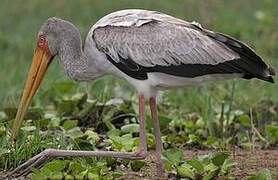 Yellow-billed Stork