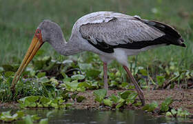 Yellow-billed Stork