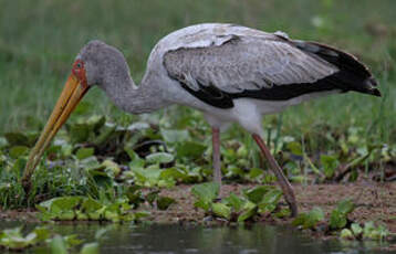 Tantale ibis