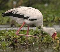 Yellow-billed Stork