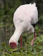 Yellow-billed Stork