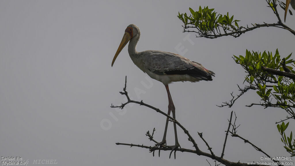 Yellow-billed Stork