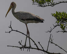 Yellow-billed Stork