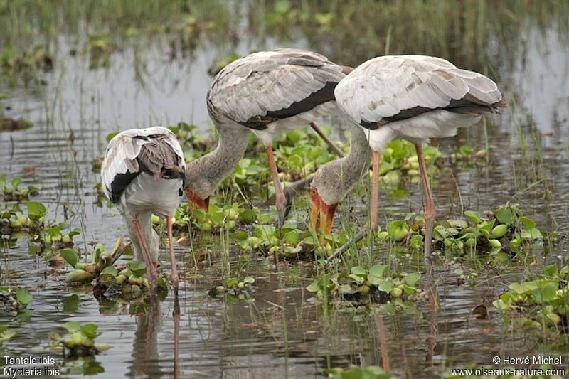 Yellow-billed Stork