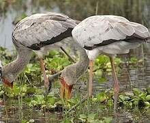 Yellow-billed Stork