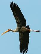 Painted Stork