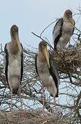 Painted Stork